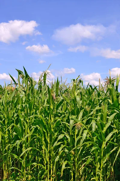 Des Tiges Vertes Maïs Sous Les Nuages Dans Paysage Rural — Photo