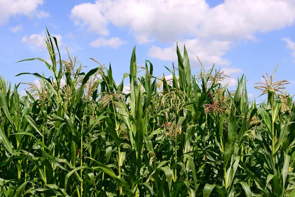 Gambi Verdi Grano Sotto Nuvole Paesaggio Rurale — Foto Stock