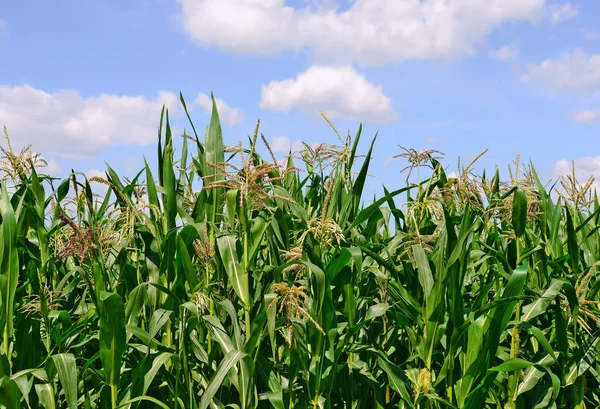 Hastes Verdes Milho Sob Nuvens Uma Paisagem Rural — Fotografia de Stock