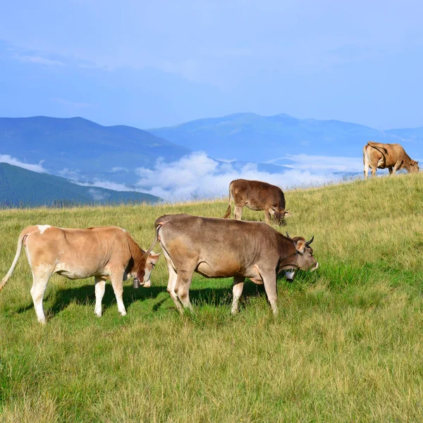 Vacas Pasto Verão Uma Paisagem Rural Verão — Fotografia de Stock