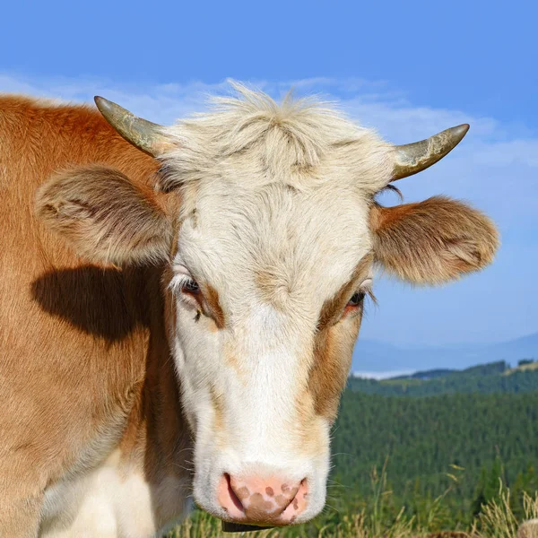 Close Cute Cow Meadow — стоковое фото