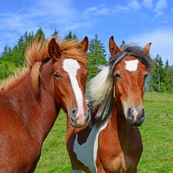 Cavalos Pasto Montanha Verão Uma Paisagem Rural — Fotografia de Stock