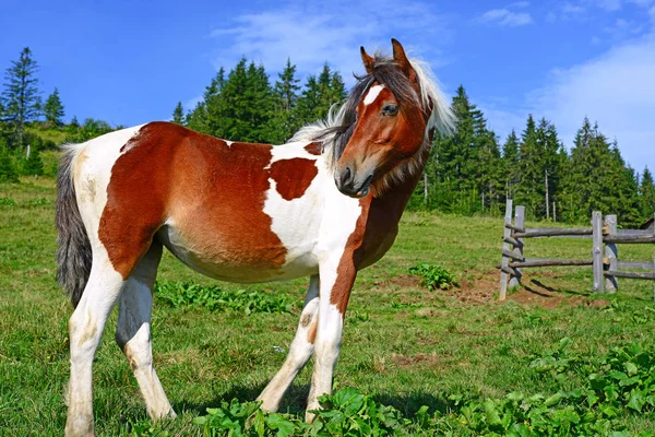 Kůň Letní Pastvině — Stock fotografie