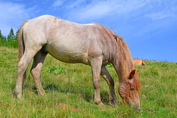 Paard Een Zomerweide — Stockfoto