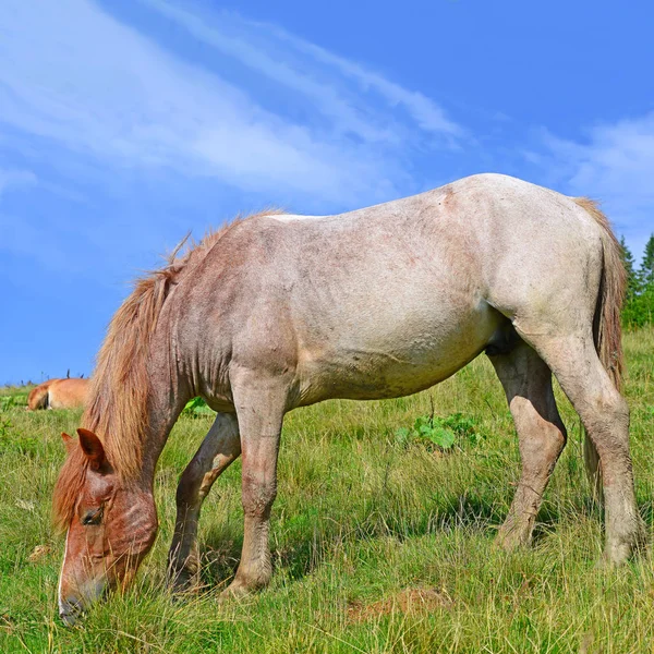 Cavallo Pascolo Estivo — Foto Stock