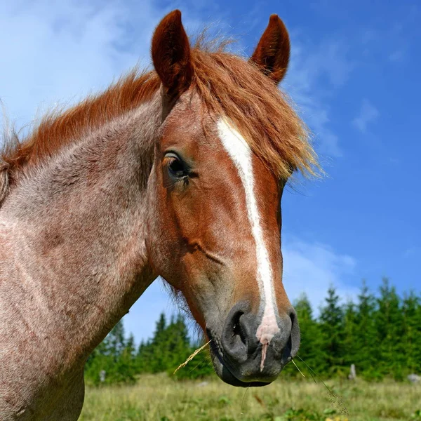 Cavalo Pasto Verão — Fotografia de Stock