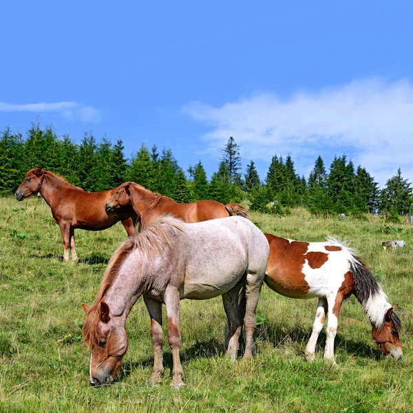 農村景観における牧草地の夏の山の馬 — ストック写真