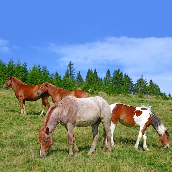 Hästar Sommarberg Betar Landsbygdens Landskap — Stockfoto