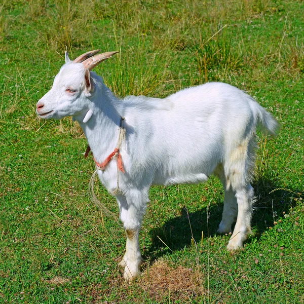 Weiße Ziege Auf Grünem Gras lizenzfreie Stockbilder