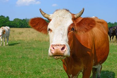 Çayırdaki şirin ineği kapatın.