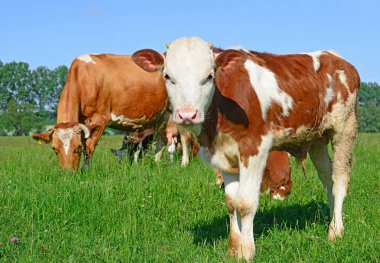 bir yaz yaz kırsal manzara mera üzerinde ineklerin.