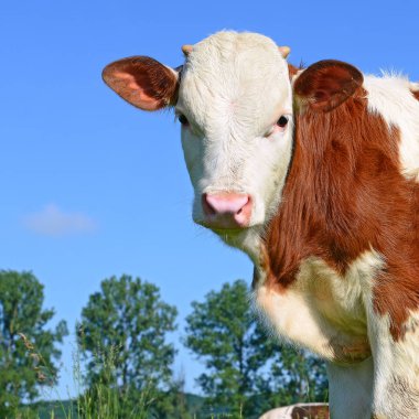 close up of cute cow on meadow