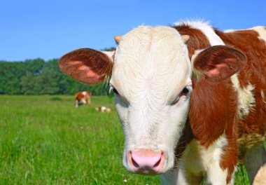 Çayırdaki şirin ineği kapatın.