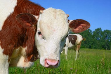 Çayırdaki şirin ineği kapatın.