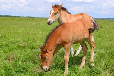 atları yaz dağ içinde kırsal manzara mera.