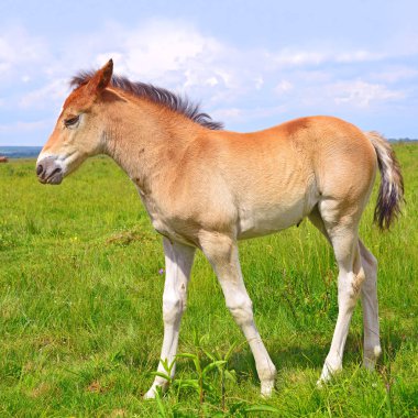 young beautiful foal in a rural countryside