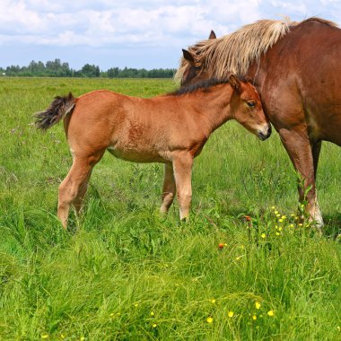 atları yaz dağ içinde kırsal manzara mera.