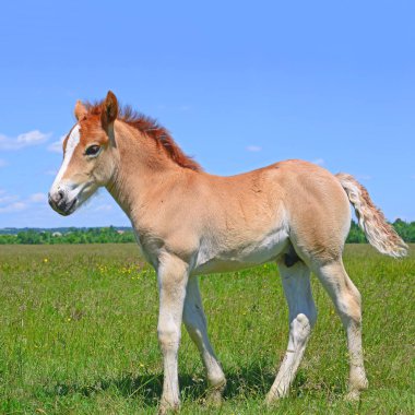 young beautiful foal in a rural countryside