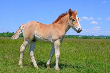 young beautiful foal in a rural countryside