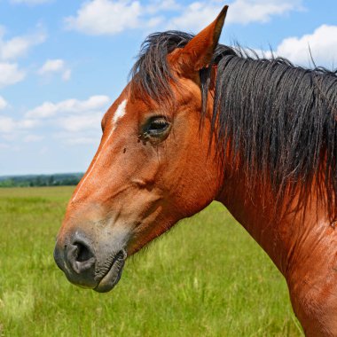 Yaz otlağında bir at