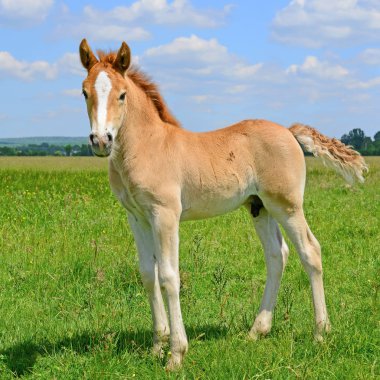 young beautiful foal in a rural countryside