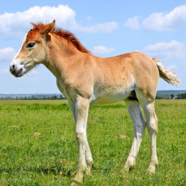 young beautiful foal in a rural countryside