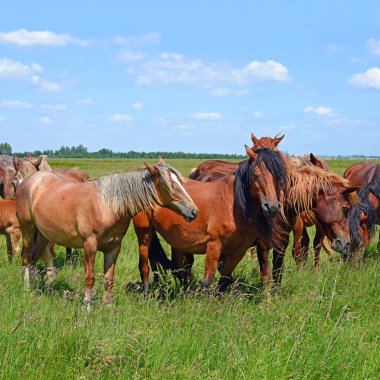atları yaz dağ içinde kırsal manzara mera.