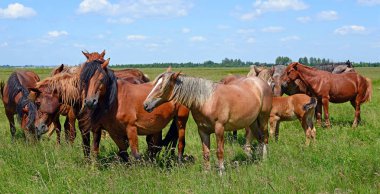 atları yaz dağ içinde kırsal manzara mera.