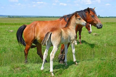 atları yaz dağ içinde kırsal manzara mera.