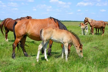 atları yaz dağ içinde kırsal manzara mera.