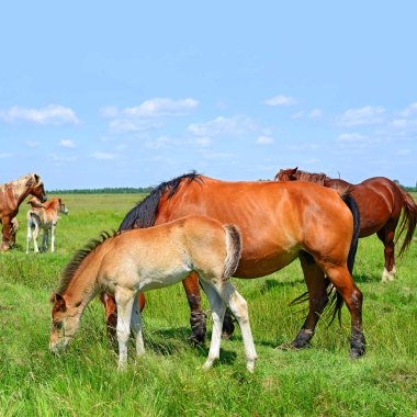atları yaz dağ içinde kırsal manzara mera.