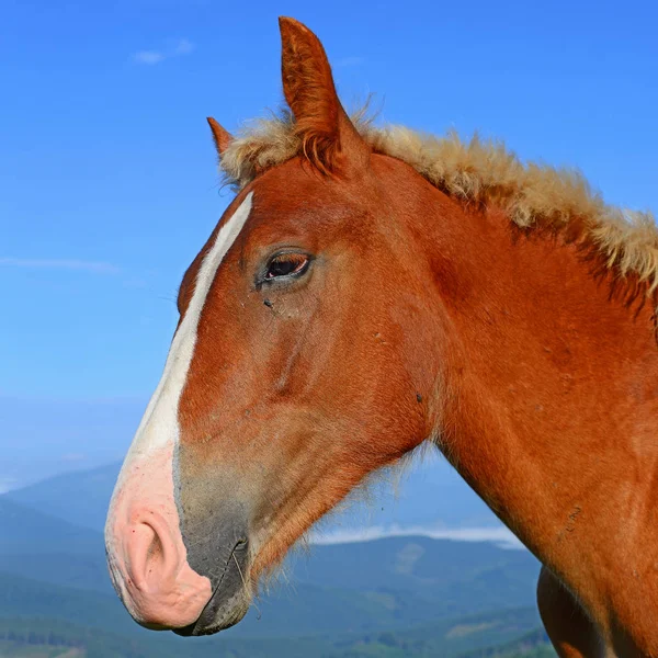 Head Horse Blue Sky — Stockfoto