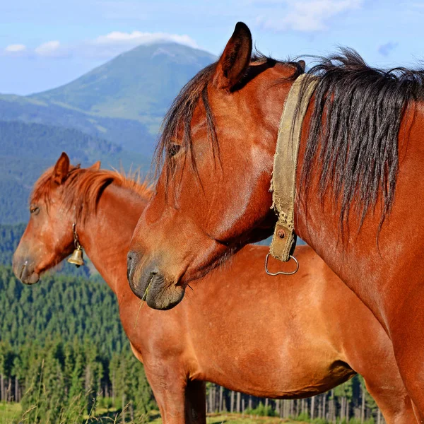 Cabeza Caballo Contra Cielo Azul —  Fotos de Stock