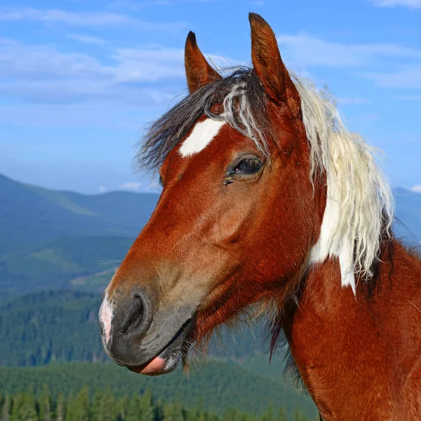 Head Horse Blue Sky — Fotografia de Stock