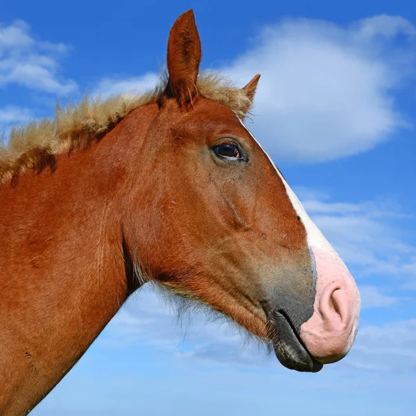 Cabeza Caballo Contra Cielo Azul —  Fotos de Stock