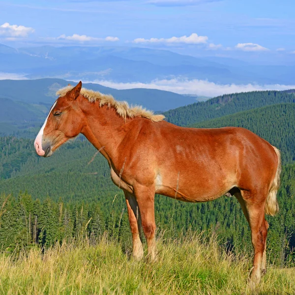 Koně Letní Pastviny Venkovské Krajině — Stock fotografie