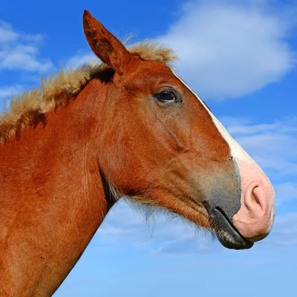 Hoofd Van Een Paard Tegen Blauwe Lucht — Stockfoto