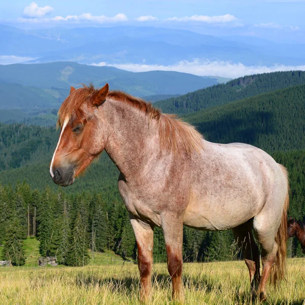 Cavalo Agradável Bonito Uma Paisagem Rural — Fotografia de Stock
