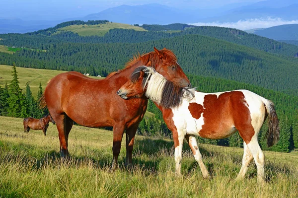 Atları Yaz Dağ Içinde Kırsal Manzara Mera — Stok fotoğraf