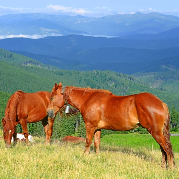 Άλογα Ένα Βουνό Καλοκαίρι Βοσκοτόπων Ένα Αγροτικό Τοπίο — Φωτογραφία Αρχείου