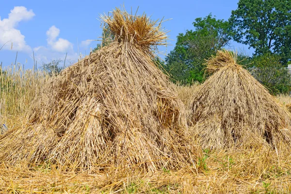 Straw Bales Background Blue Sky —  Fotos de Stock