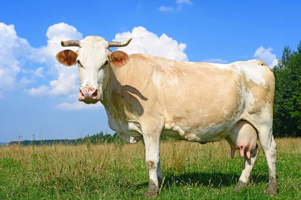 Koe Een Zomerweide Een Zonnige Dag — Stockfoto