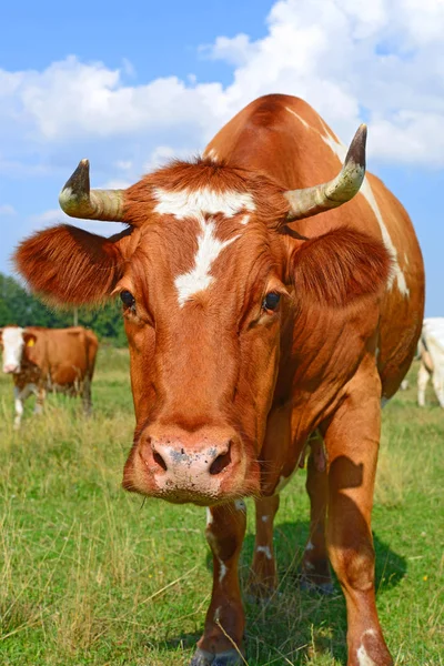 Close Cute Cow Meadow — Foto Stock