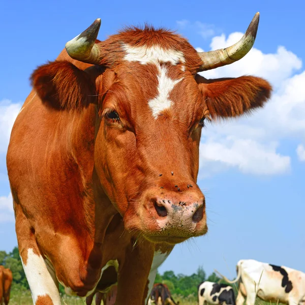 Close Cute Cow Meadow — Stock Photo, Image