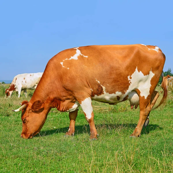 Close Cute Cow Meadow — Stock Photo, Image