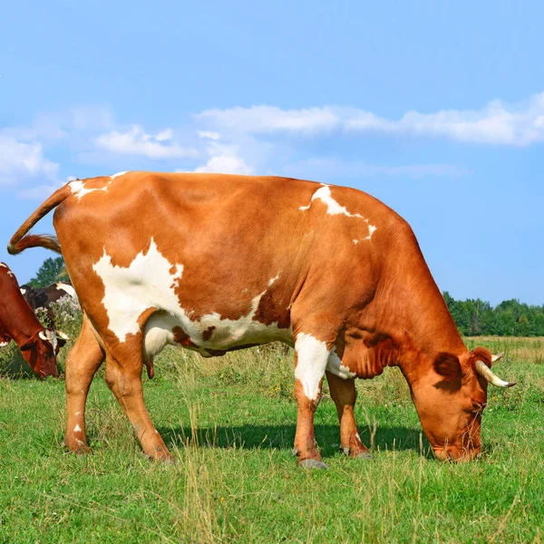 Cow Summer Pasture Sunny Day — Stockfoto