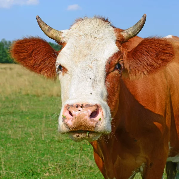 Mucca Pascolo Estivo Una Giornata Sole — Foto Stock