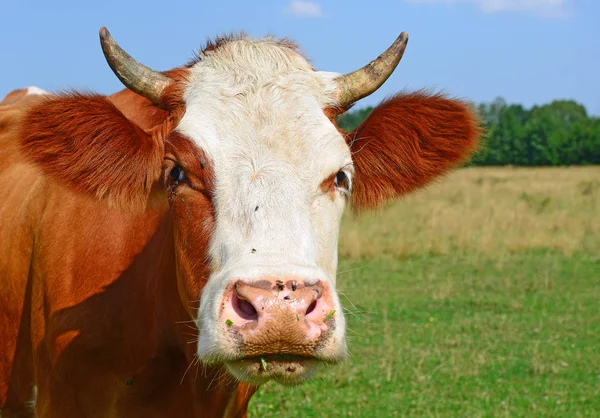 Cow Summer Pasture Sunny Day — Zdjęcie stockowe