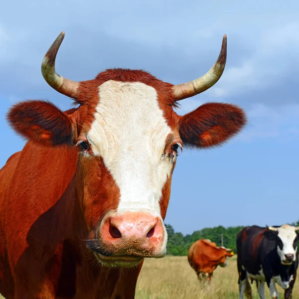 Close Cute Cow Meadow — Stock Photo, Image