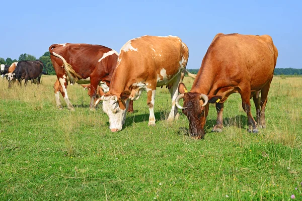 Корови Літньому Пасовищі Літньому Сільському Пейзажі — стокове фото